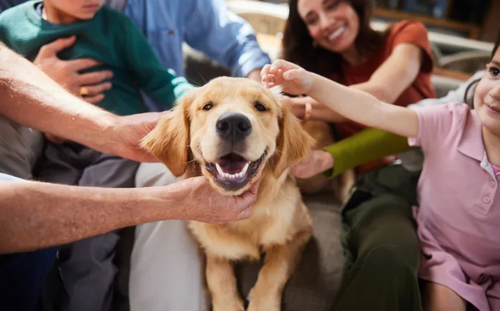 A happy golden retriever being pet by a smiling family of four indoors.