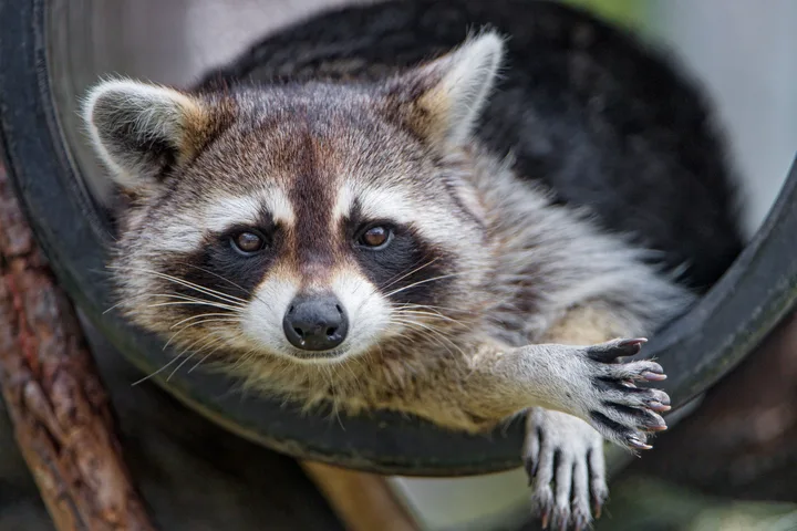 Close-up of a raccoon resting its paw on a tire, staring directly at the camera.