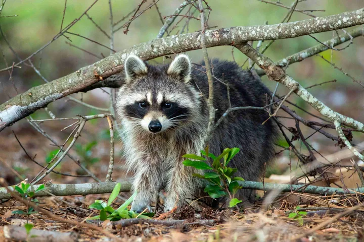 A raccoon crouching low under bare branches on a forest floor, looking at the camera.