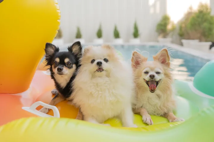 Three small dogs (two Chihuahuas and a Pomeranian) sitting on colorful pool floats by a pool.