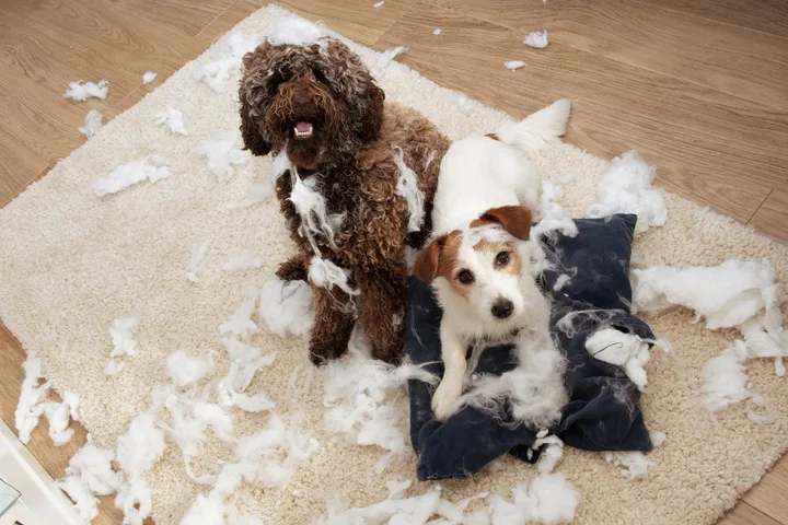 Two dogs (a brown doodle and a Jack Russell terrier) surrounded by torn pillow stuffing on carpet.