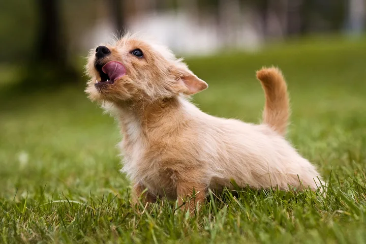 Fluffy golden puppy sitting on green grass with mouth open and tongue out.