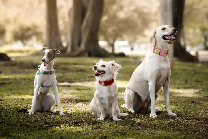 Three dogs of different breeds wearing colorful collars sitting on grass in a park.