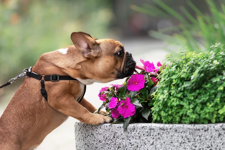 French Bulldog on a leash sniffing pink flowers in an outdoor planter.