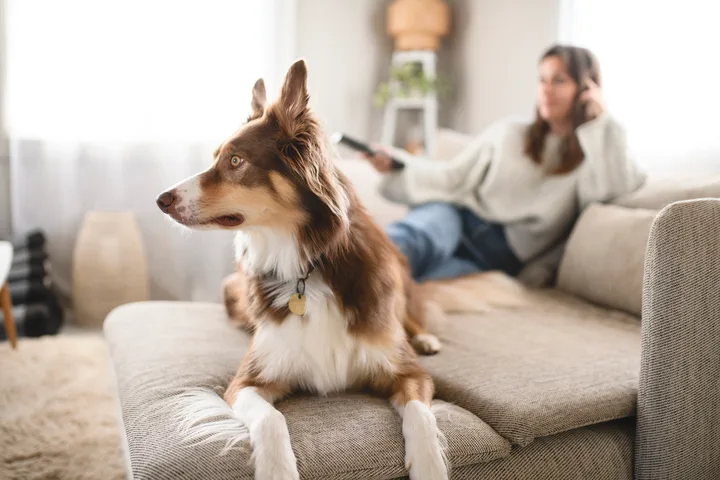 Brown and white Border Collie resting on a sofa while a woman relaxes behind it.