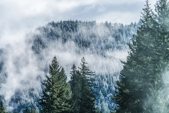 Snow-dusted evergreen forest on a hillside shrouded in winter mist and clouds.