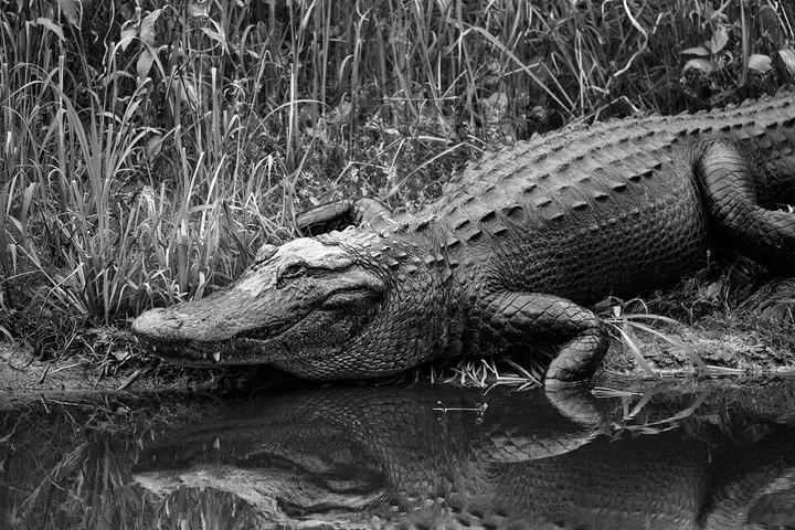 Large alligator resting at water's edge among marsh reeds, black and white photo.