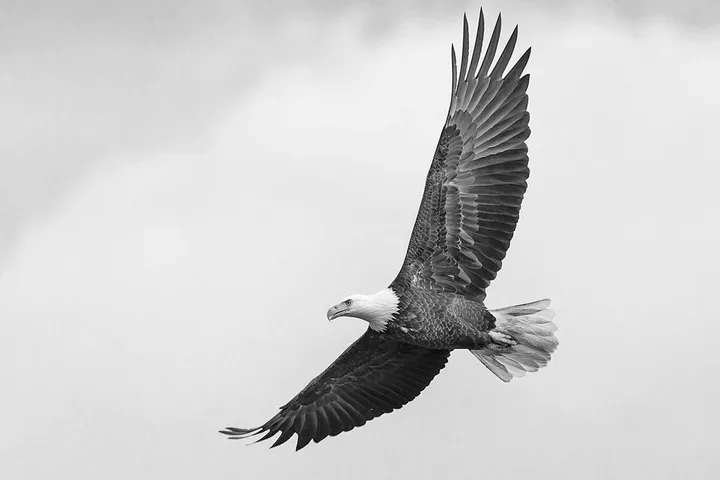 Bald eagle soaring with wings fully spread against overcast sky, black and white.