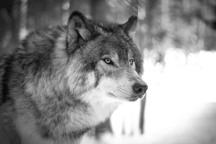 Gray wolf in snowy forest gazing alertly, sharp close-up portrait in black and white.