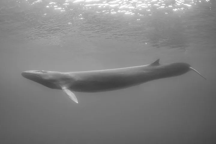 Large whale swimming just below the ocean surface, underwater black and white photo.