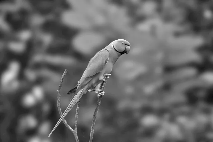 Parakeet or ring-necked parrot perched on a bare twig, black and white nature photo.