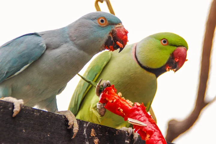 Two colorful parrots eating a red pepper on a wooden perch against a white sky.