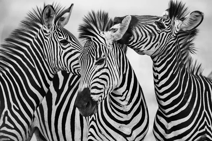 Three zebras in close-up portrait, their bold black-and-white stripe patterns filling the frame.
