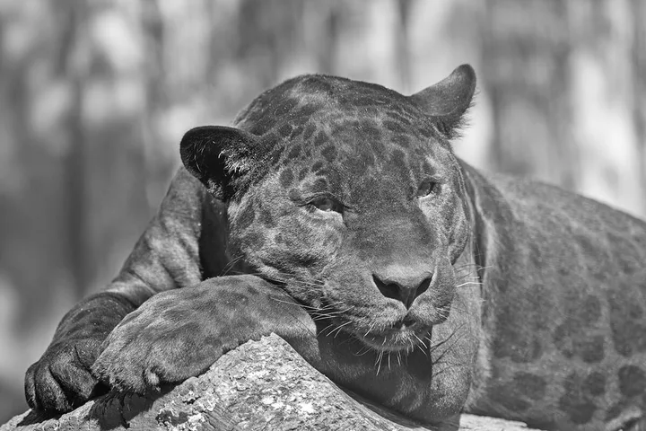 A black jaguar rests on a rock in black-and-white photo, subtle rosette patterns visible on fur.