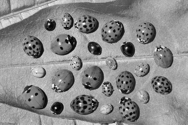 Dozens of ladybugs with varied spot patterns clustered together on a flat surface, overhead view.