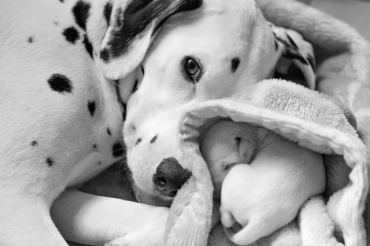 A Dalmatian dog with spotted coat nuzzles a tiny newborn puppy wrapped in a soft blanket.