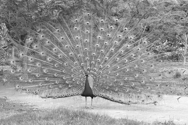 A peacock displays its fully fanned tail feathers with eye-spot patterns in a black-and-white photo.