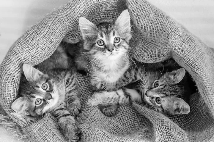 Three tabby kittens with striped fur patterns nestle together inside a burlap sack.