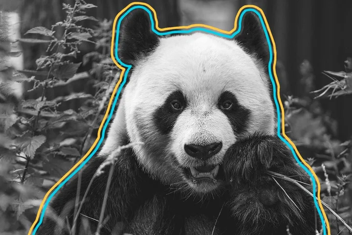 Giant panda close-up with graphic neon outline, eating bamboo amid foliage.
