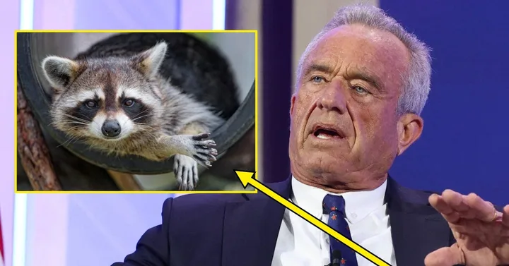 Composite image of RFK Jr. speaking with an inset photo of a raccoon in a tire, connected by a yellow arrow.