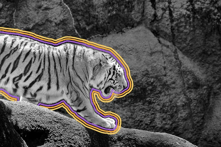 Why Animal Patterns Are Far Stranger and Smarter Than They Look