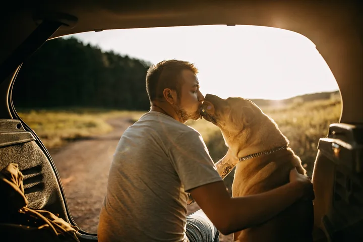 Man sitting in car trunk being licked by a golden Labrador at golden hour outdoors.
