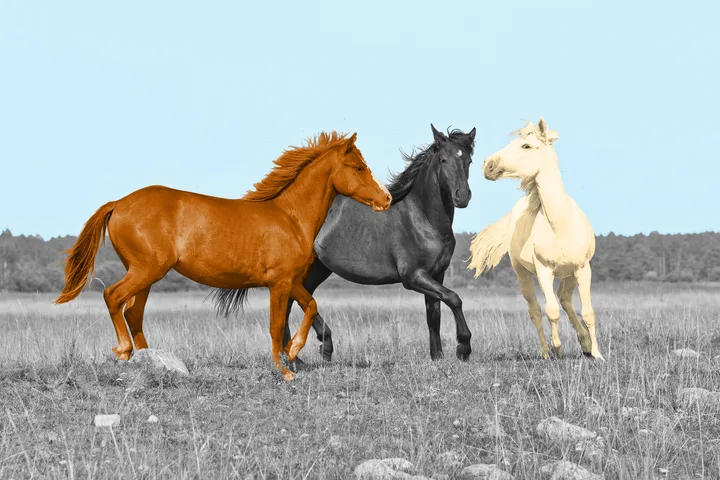 Three horses — chestnut, black, and white — running together in an open field with stylized coloring.
