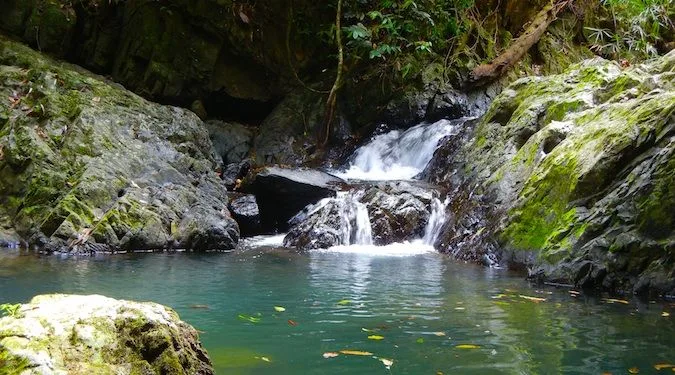 Small jungle waterfall cascading into a green rocky pool surrounded by lush tropical vegetation.