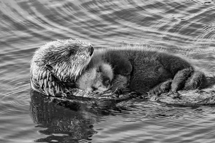 A sea otter floating on its back in water with eyes closed, appearing to sleep.