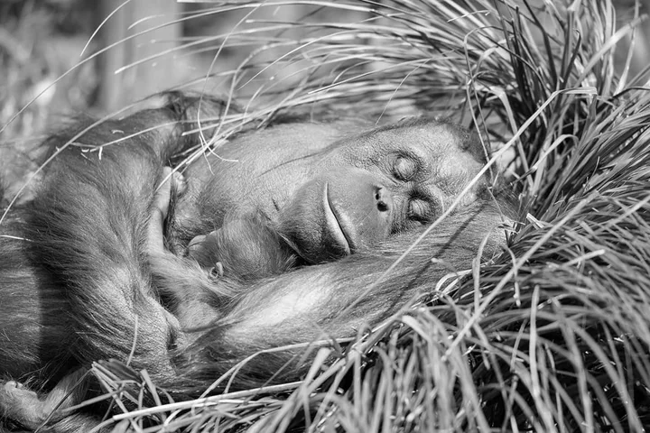 An orangutan sleeping peacefully curled up in dry grass or straw.