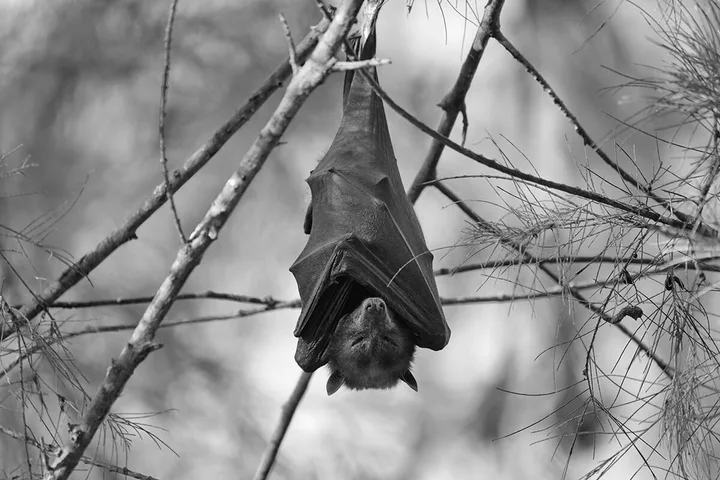 A bat hanging upside down from a bare tree branch, wings folded around its body.