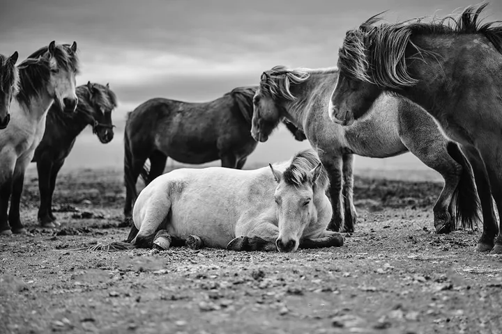 A white horse lying down resting on rocky ground surrounded by standing horses.