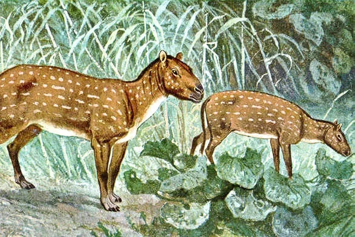 Illustrated painting of two prehistoric horse ancestors (Eohippus) with spotted coats in a lush jungle setting.