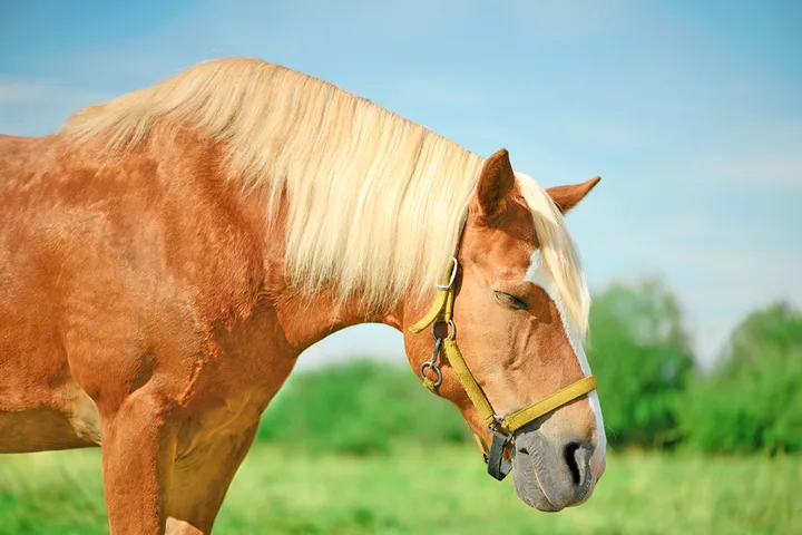 Close-up portrait of a palomino horse with a blonde mane wearing a halter, outdoors in bright sunlight.
