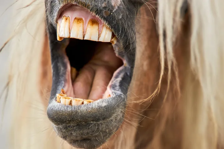 Extreme close-up of a horse's open mouth showing large, worn teeth against a blurred background.