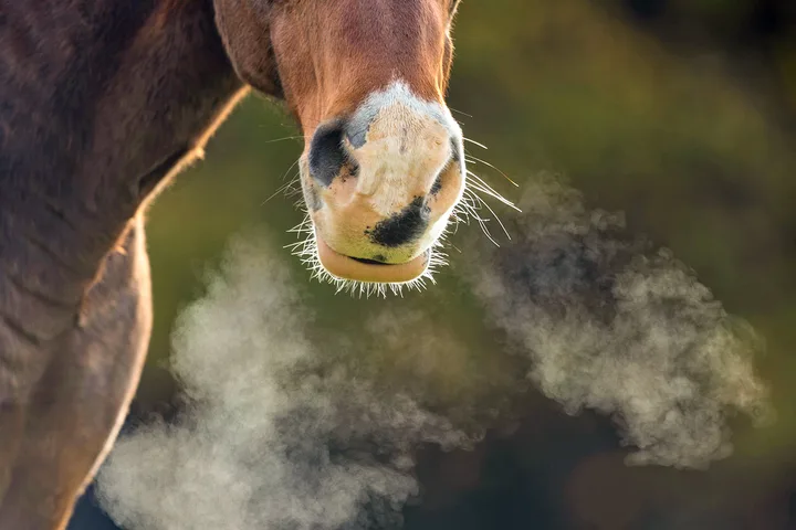 Close-up of a brown horse's muzzle exhaling visible breath vapor in cold air against a dark background.