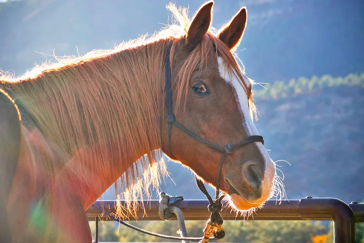 Portrait of a chestnut horse with a white blaze tied at a fence, glowing in warm golden-hour backlight.
