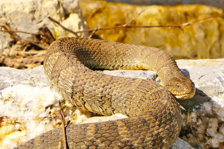 Large brown coiled snake resting on sunlit rocky surface outdoors.