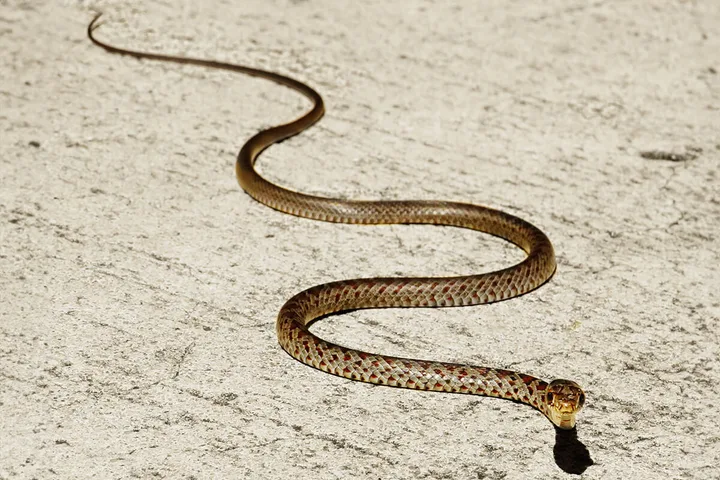 Slender brown snake moving in an S-curve across a pale concrete surface.