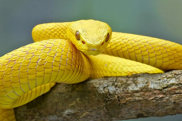 Bright yellow snake coiled on a tree branch against a blurred green background.