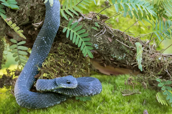 Blue-grey snake coiled alertly among green moss and ferns in a lush forest setting.