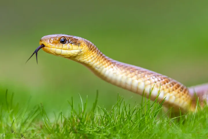 Golden snake with forked tongue extended, raising its head above green grass.