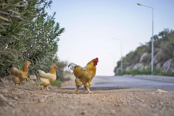 A rooster and hens walking along the edge of a roadside near shrubs.