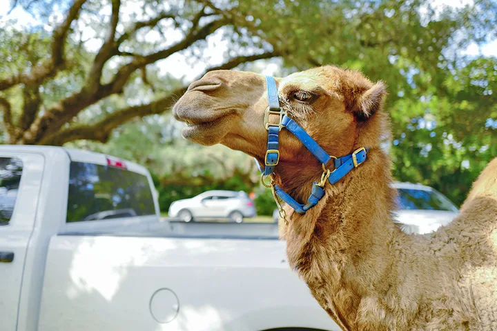 A harnessed camel standing in a parking lot next to a white pickup truck.