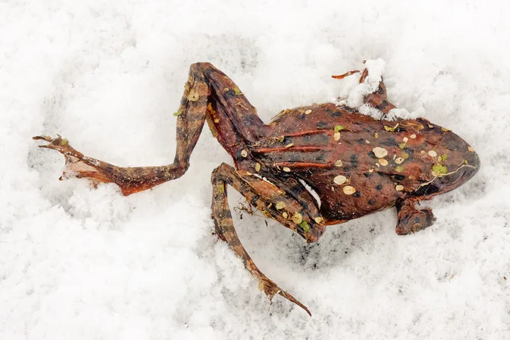 A frozen frog lying motionless on snow, appearing dead or in suspended animation.