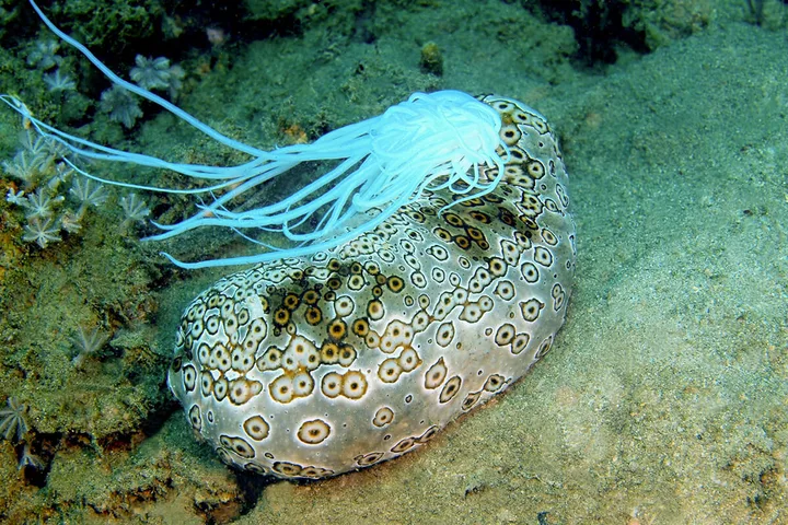 A patterned sea cucumber on the ocean floor expelling white tubules as a defense mechanism.