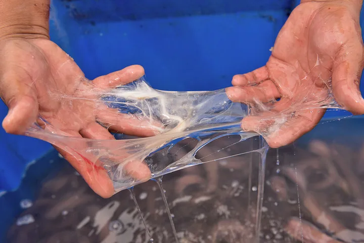Hands stretching transparent hagfish slime over a water tank.