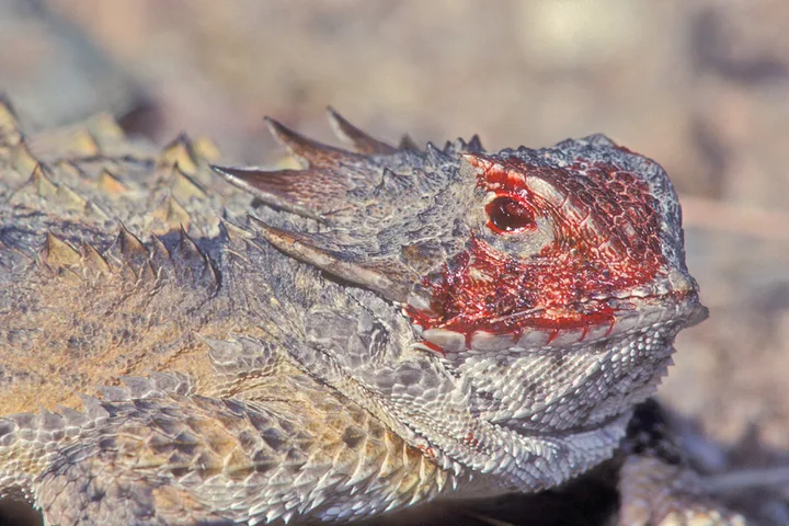 Close-up of a horned lizard with blood around its eye, demonstrating ocular autohemorrhaging defense.