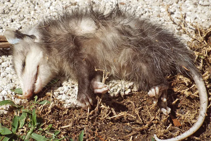 A young opossum curled up on the ground, playing dead among dirt and twigs.