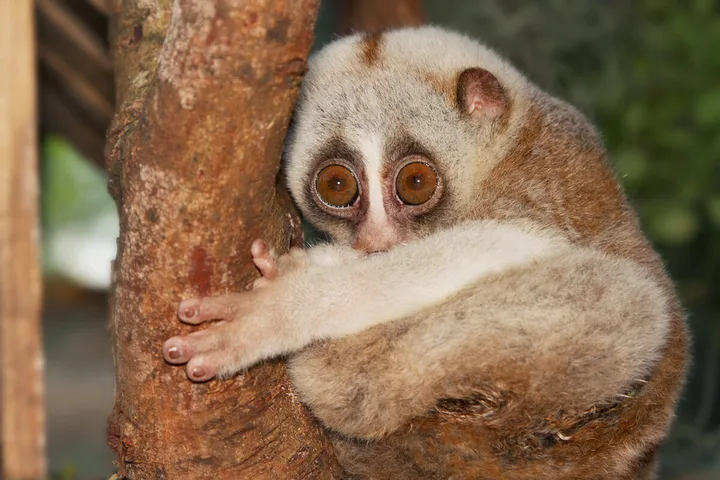 A wide-eyed slow loris clinging to a tree branch, staring directly at camera.